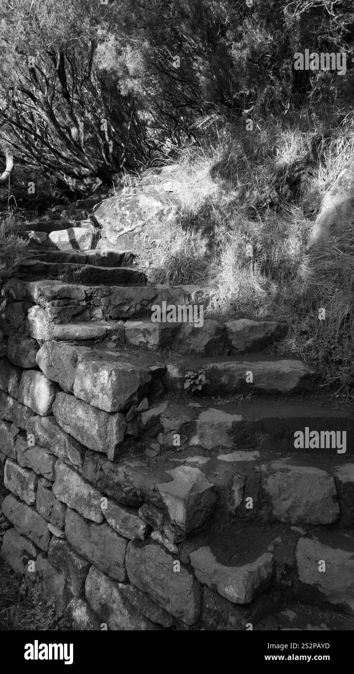 Une image en noir et blanc d'un escalier en pierre entouré d'une végétation dense et d'une lumière solaire tamisée, créant une atmosphère rustique et intemporelle. Banque D'Images