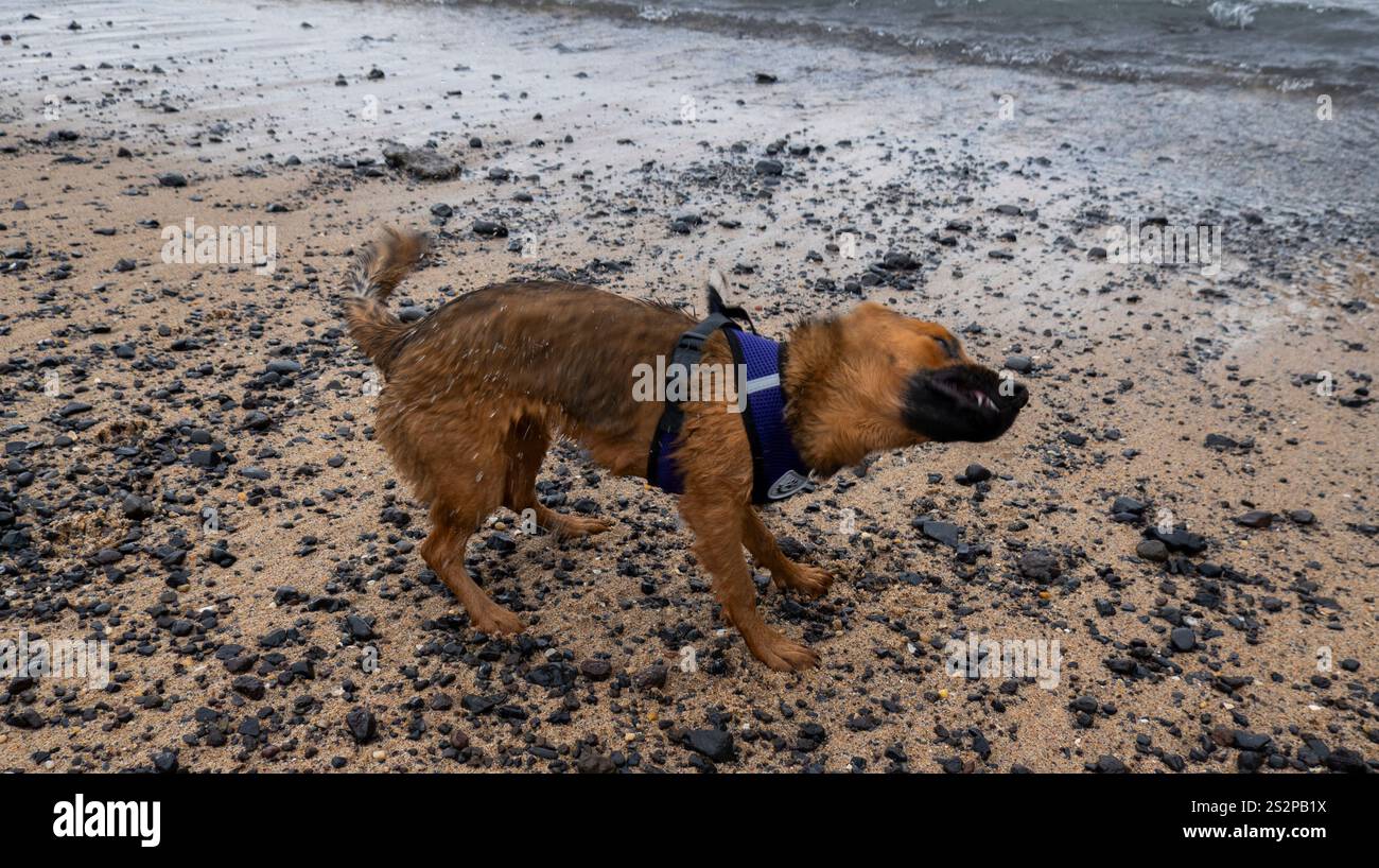 Un chien mouillé portant un harnais secoue l'eau sur une plage couverte de galets près du rivage, capturant un moment ludique et dynamique. Banque D'Images