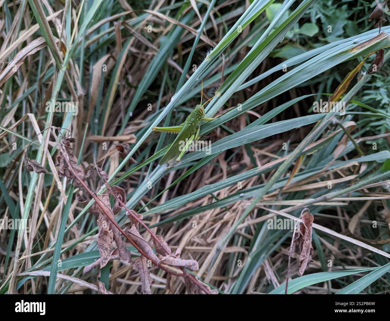 Grande sauterelle verte (Chondracris rosea) Banque D'Images
