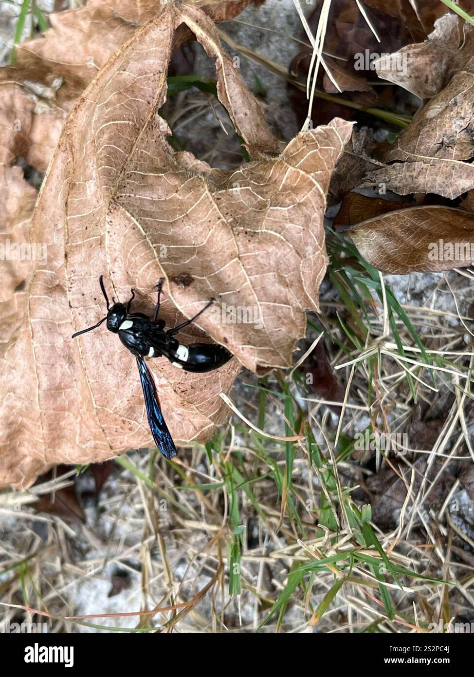Guêpe de maçon à quatre dents (Monobia quadridens) Banque D'Images
