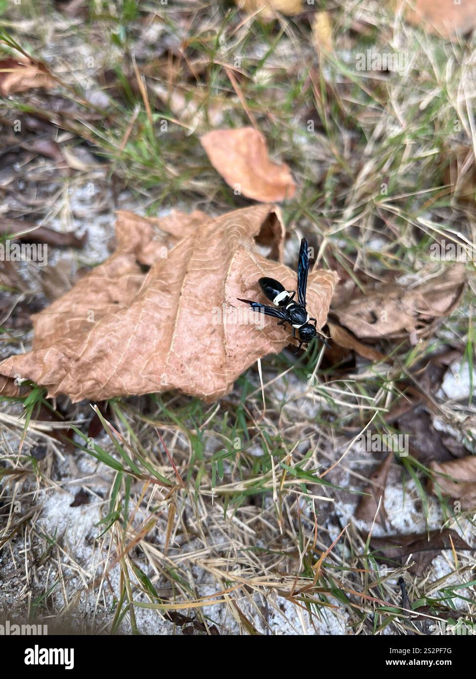 Guêpe de maçon à quatre dents (Monobia quadridens) Banque D'Images