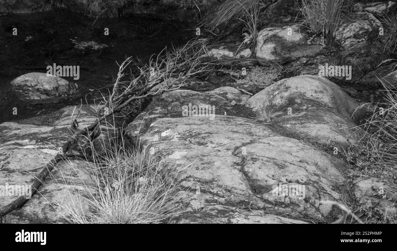 Image en noir et blanc d'un sol forestier rocheux avec de l'herbe sèche et une branche tombée près d'un petit ruisseau, mettant en valeur une scène naturelle et accidentée. Banque D'Images