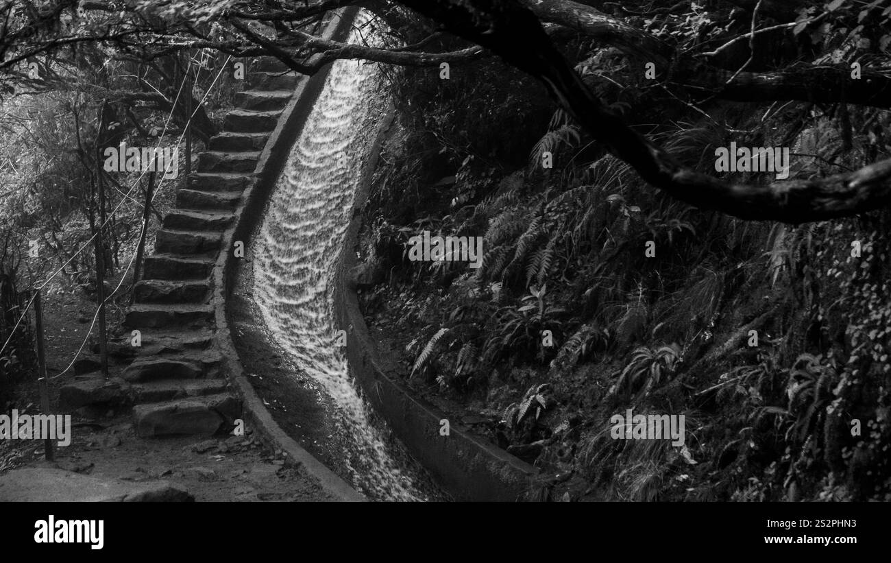 Image en noir et blanc d'un escalier en pierre longeant un étroit canal d'eau dans une zone boisée, entourée d'une végétation luxuriante. Banque D'Images