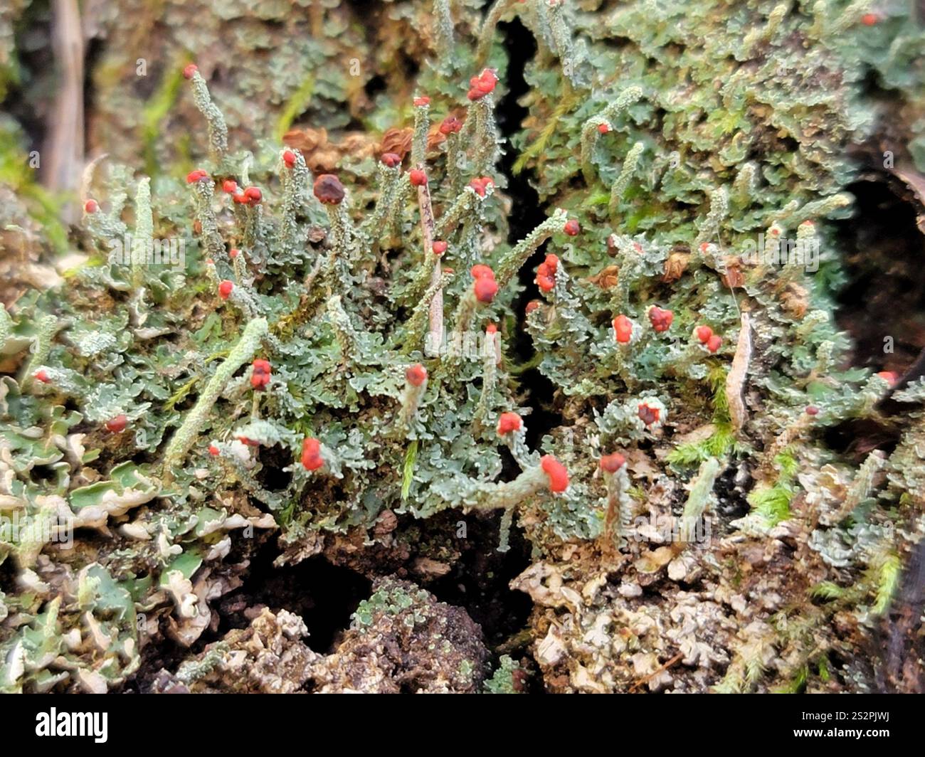 Soldats jouets (Cladonia bellidiflora) Banque D'Images
