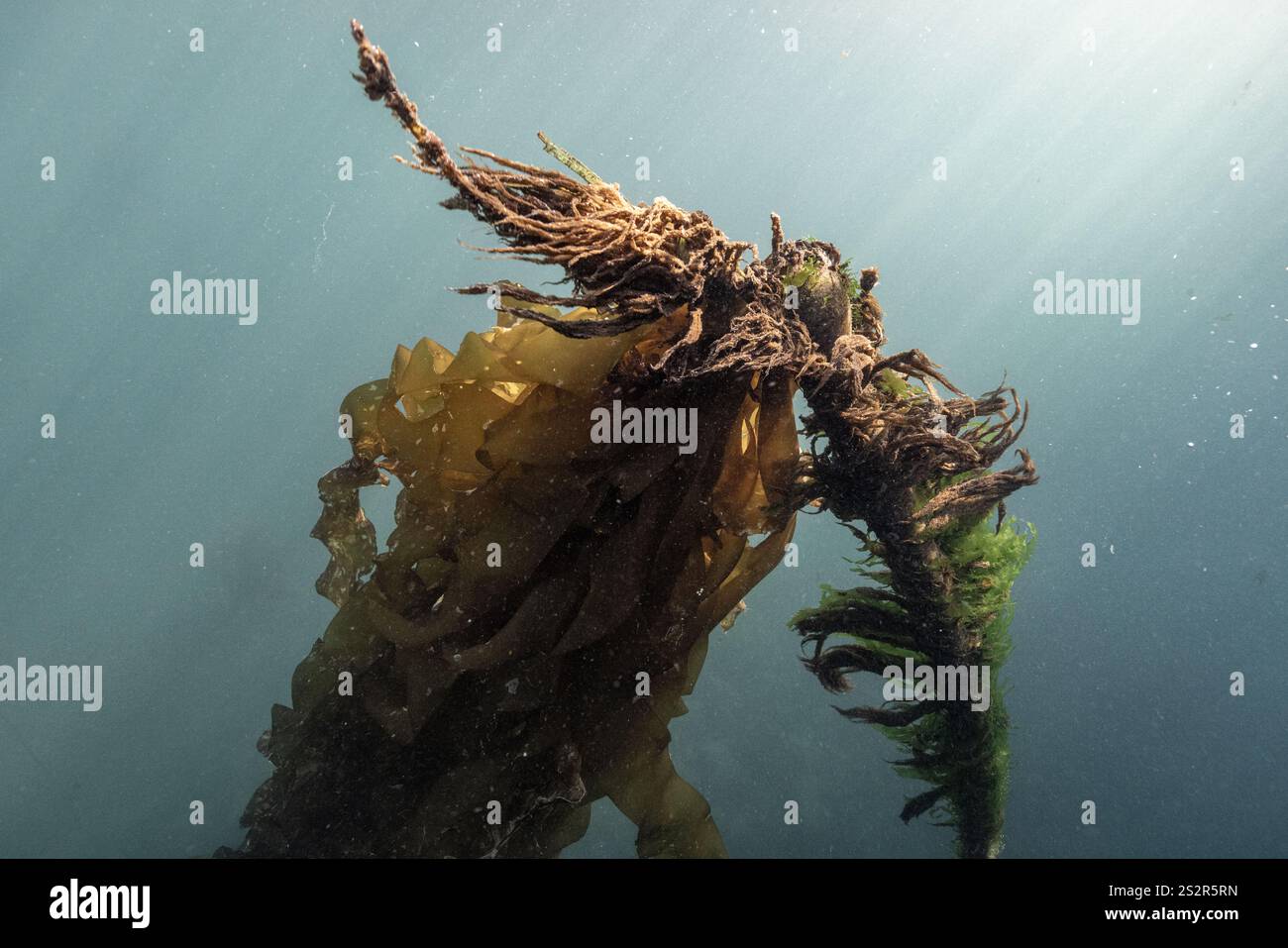 Taureau varech dans la mer des Salish Banque D'Images