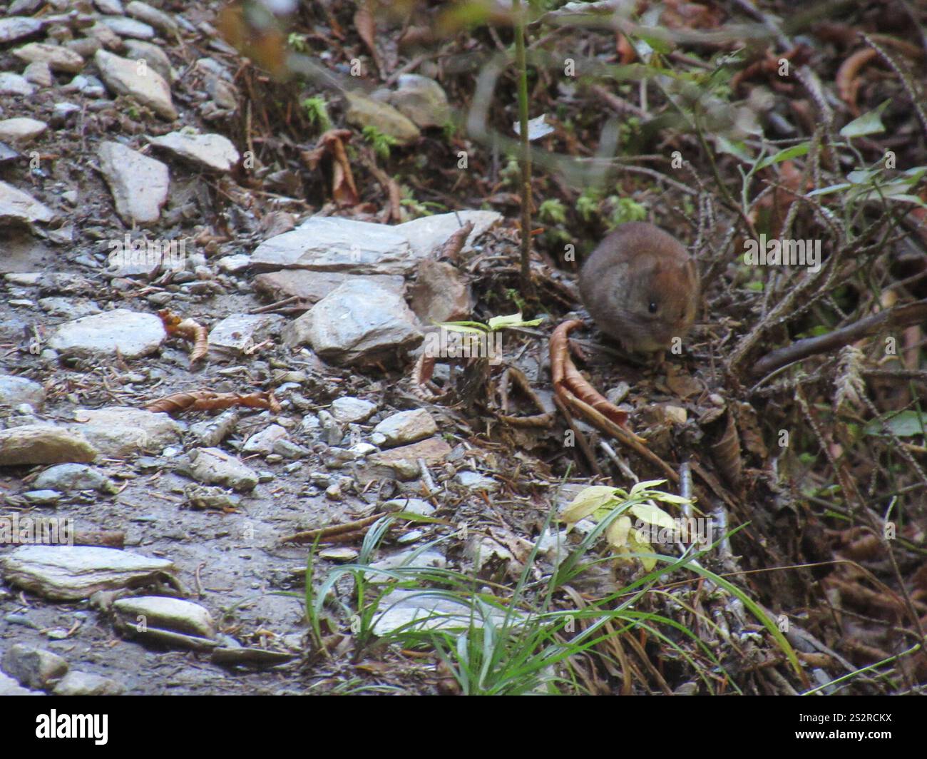 Vole rouge du Sud (Clethrionomys gapperi) Banque D'Images