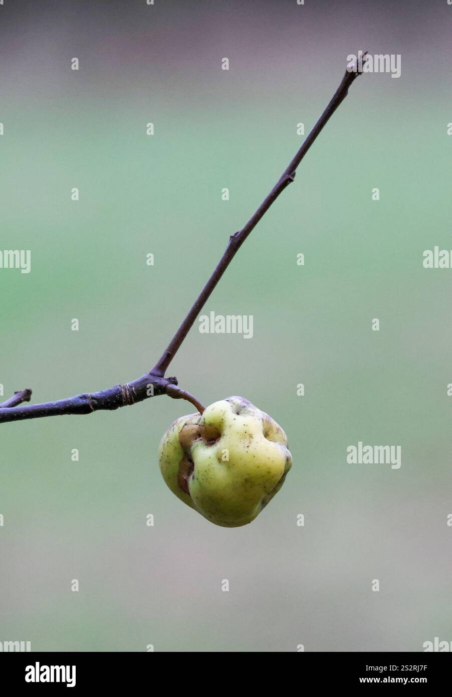 Pomme verte unique sur branche de pommier en hiver. Banque D'Images