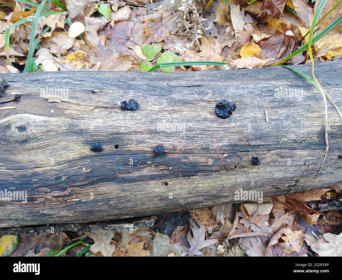 Beurre de Warlock (Exidia nigricans) Banque D'Images