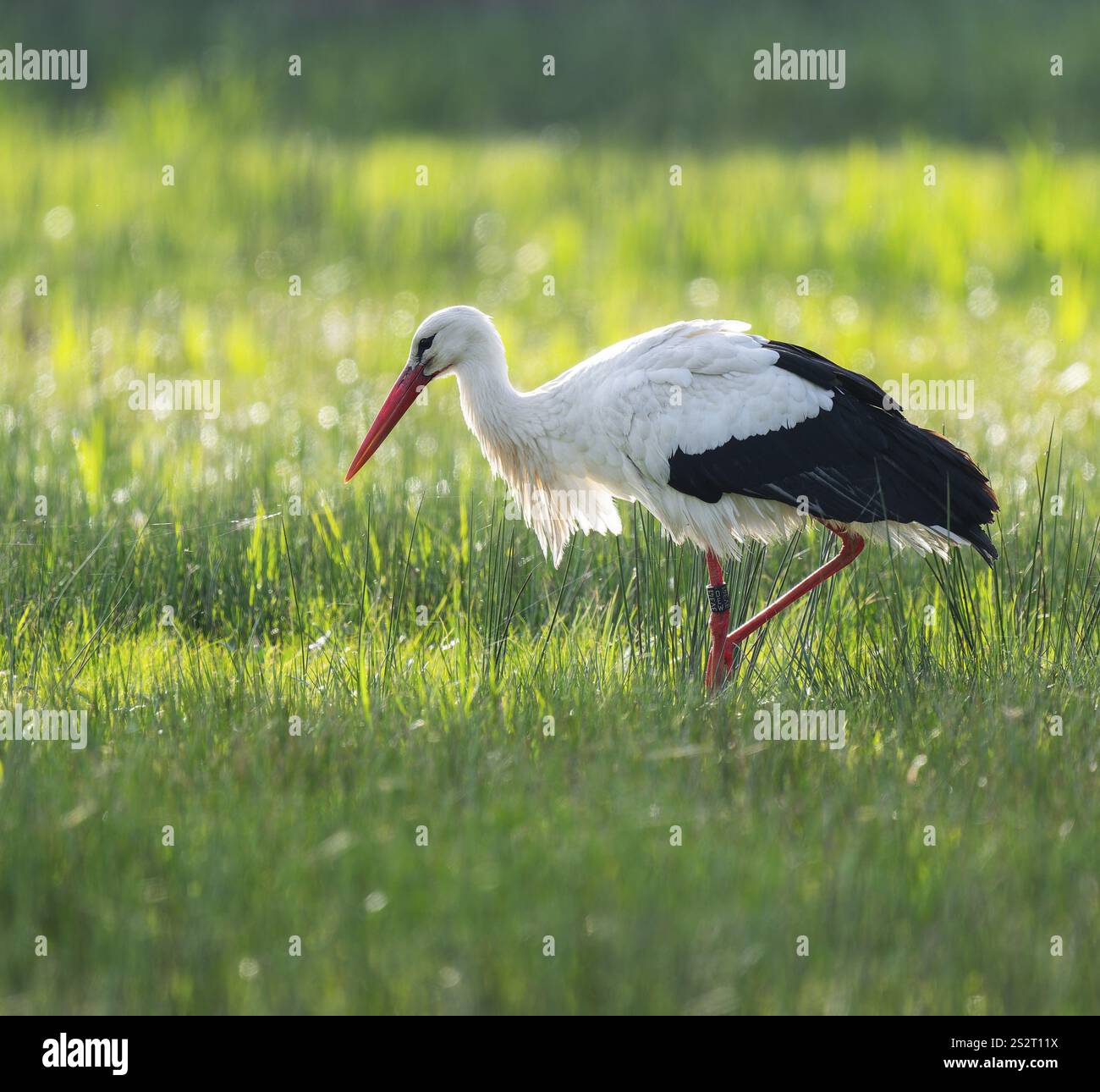 Cigogne blanche (Ciconia ciconia) buvant dans un pré, fils d'araignée sur l'herbe, basse-Saxe, Allemagne, Europe Banque D'Images