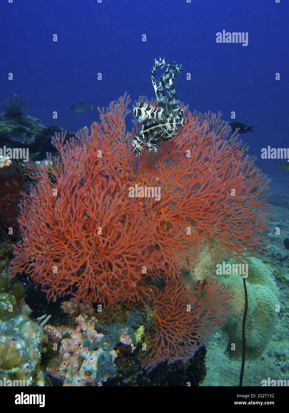 Une étoile de plume rouge se trouve sur le corail rouge vif, Red Knot fan (Melithaea ochracea), dans le monde sous-marin, site de plongée Twin Reef, Penyapangan, Bali, Indon Banque D'Images