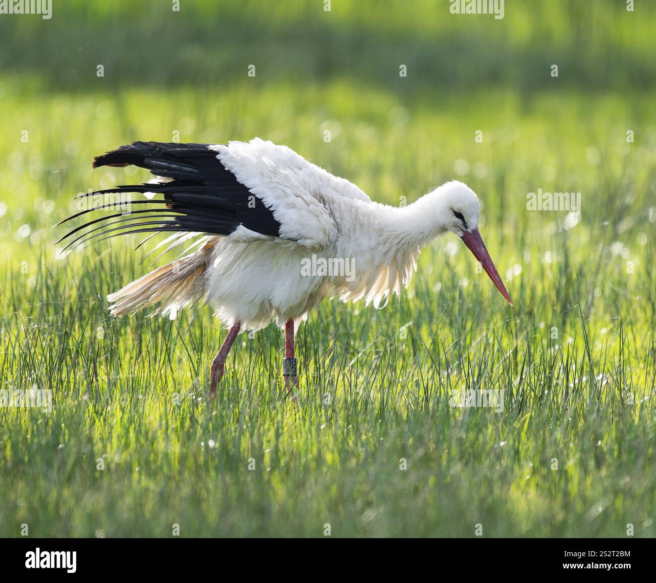 Cigogne blanche (Ciconia ciconia) buvant dans un pré, fils d'araignée sur l'herbe, basse-Saxe, Allemagne, Europe Banque D'Images
