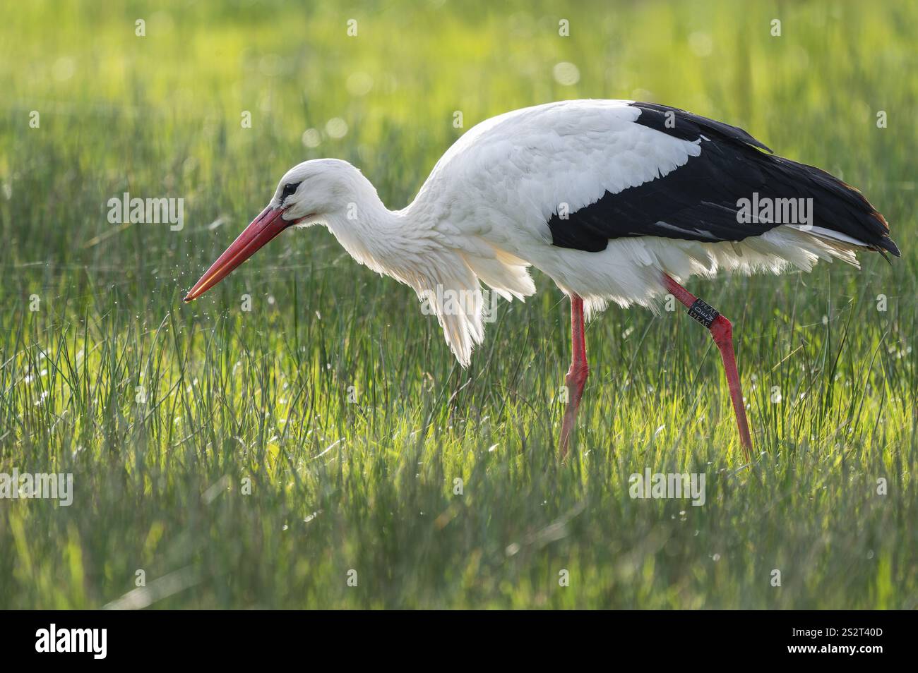 Cigogne blanche (Ciconia ciconia) buvant dans un pré, fils d'araignée sur l'herbe, basse-Saxe, Allemagne, Europe Banque D'Images