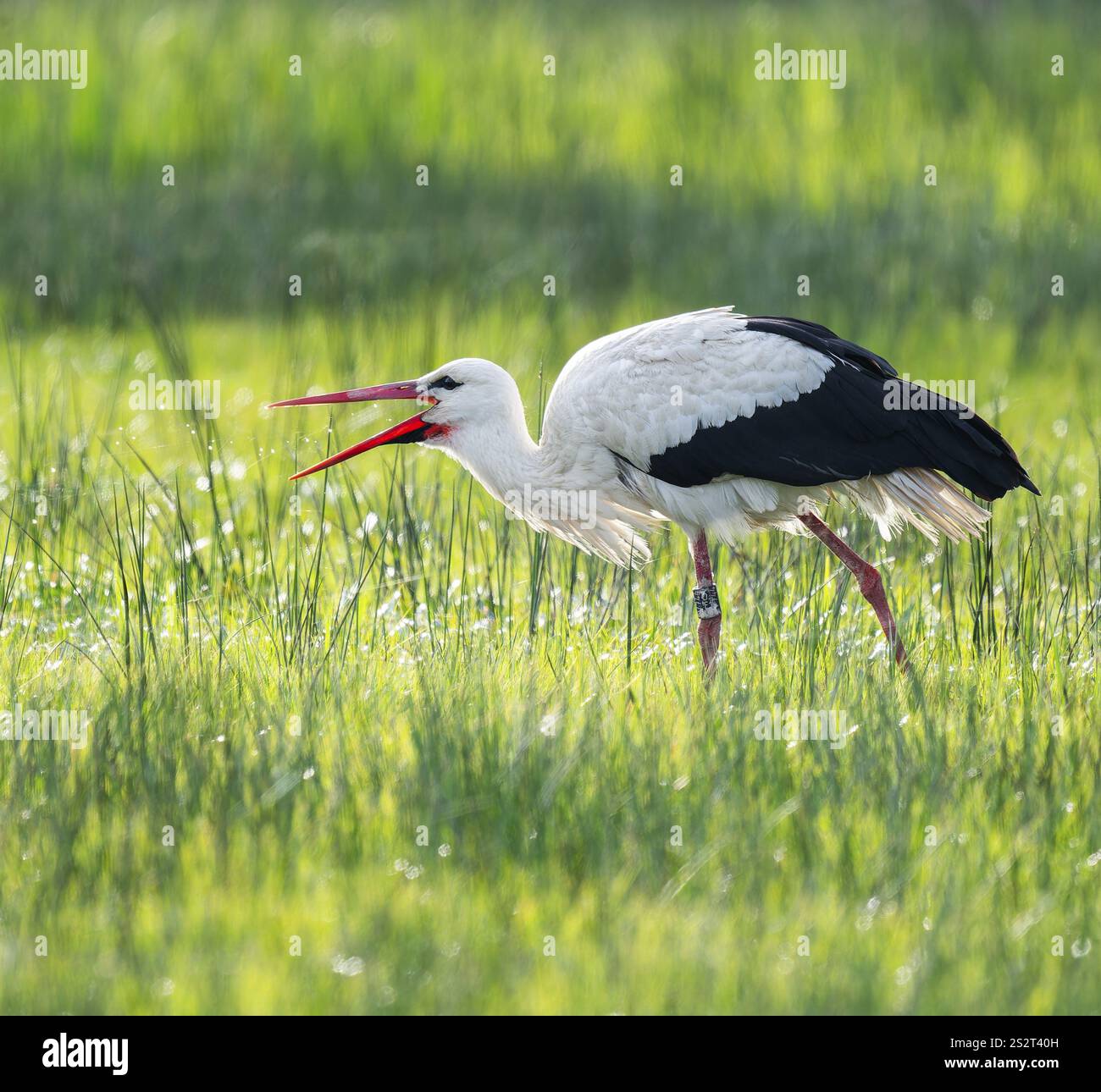 Cigogne blanche (Ciconia ciconia) buvant dans un pré, fils d'araignée sur l'herbe, basse-Saxe, Allemagne, Europe Banque D'Images