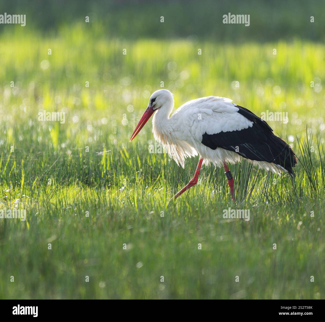 Cigogne blanche (Ciconia ciconia) buvant dans un pré, fils d'araignée sur l'herbe, basse-Saxe, Allemagne, Europe Banque D'Images