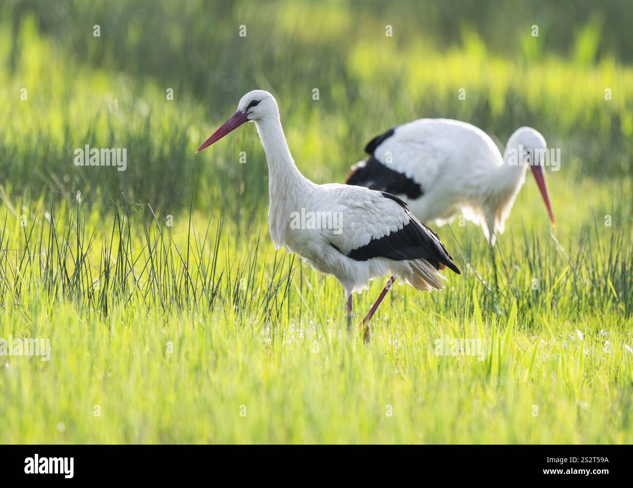 Cigognes blanches (Ciconia ciconia) buvant dans un pré, fils d'araignée sur l'herbe, basse-Saxe, Allemagne, Europe Banque D'Images