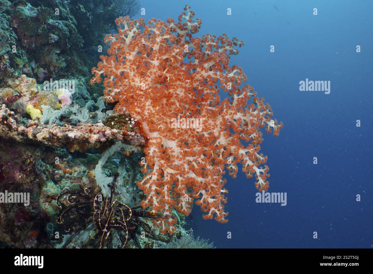 Corail orange vif, corail arbre de Klunzinger (Dendronephthya klunzingeri), dans l'eau bleue, site de plongée Coral Garden, Menjangan, Bali, Indonésie, Asie Banque D'Images