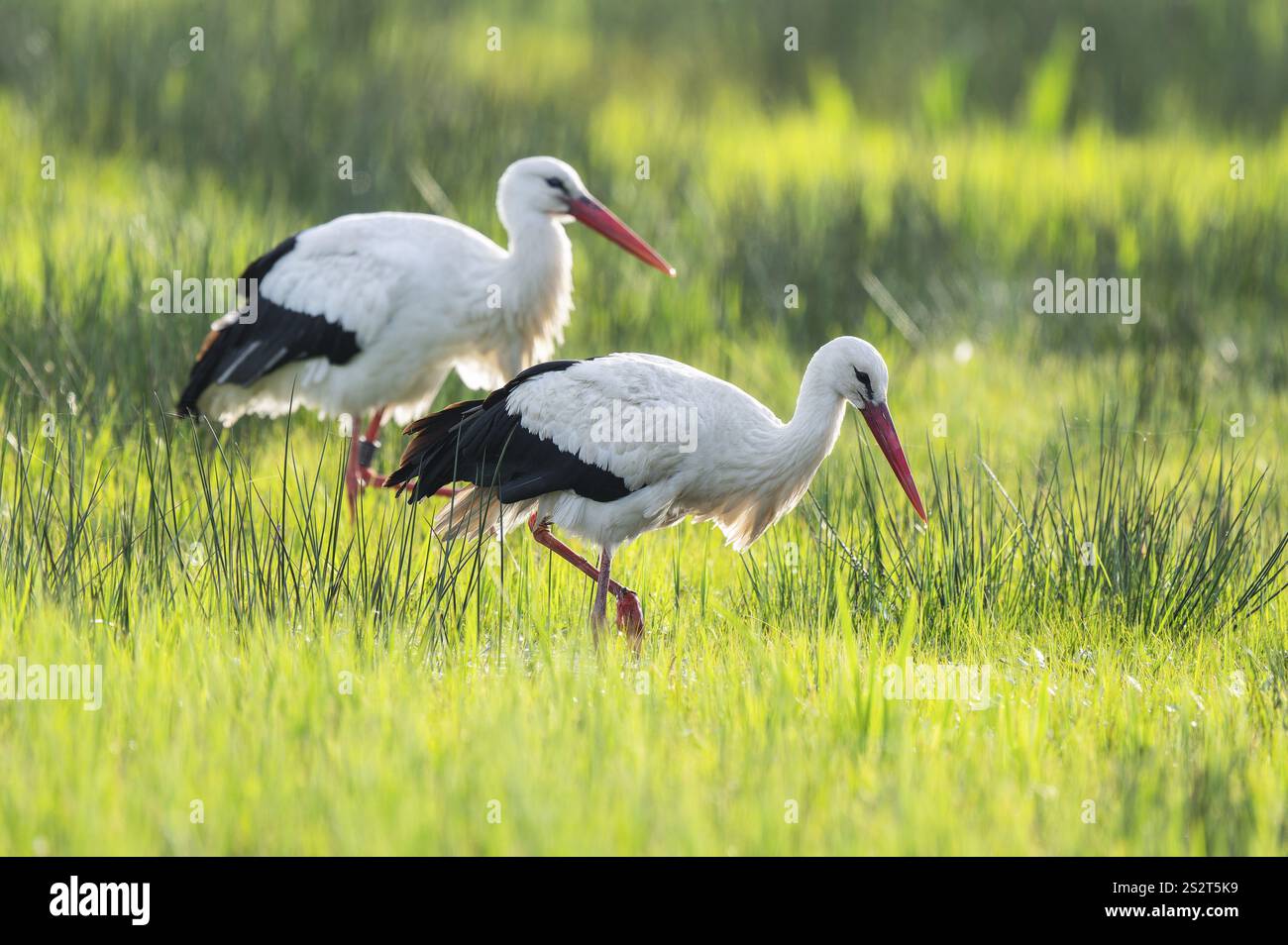 Cigognes blanches (Ciconia ciconia) buvant dans un pré, basse-Saxe, Allemagne, Europe Banque D'Images