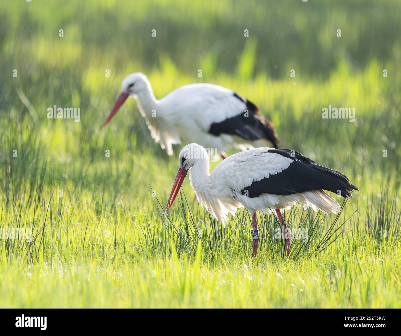 Cigognes blanches (Ciconia ciconia) buvant dans un pré, basse-Saxe, Allemagne, Europe Banque D'Images