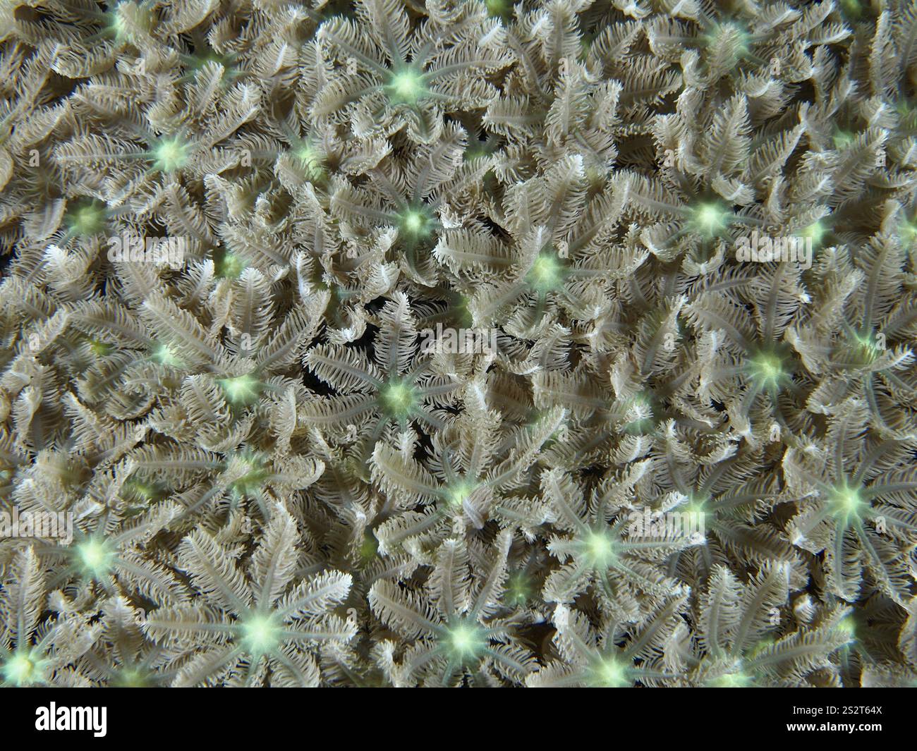 Corail dense tubulaire (Clavularia viridis) à texture fine, site de plongée Pidada, Penyapangan, Bali, Indonésie, Asie Banque D'Images