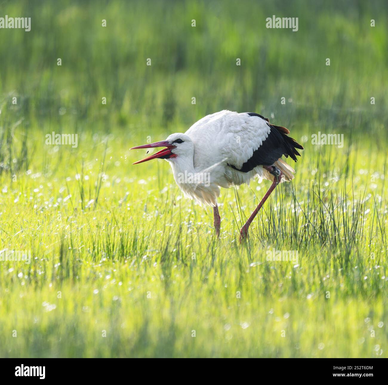 Cigogne blanche (Ciconia ciconia) buvant dans un pré, fils d'araignée sur l'herbe, basse-Saxe, Allemagne, Europe Banque D'Images