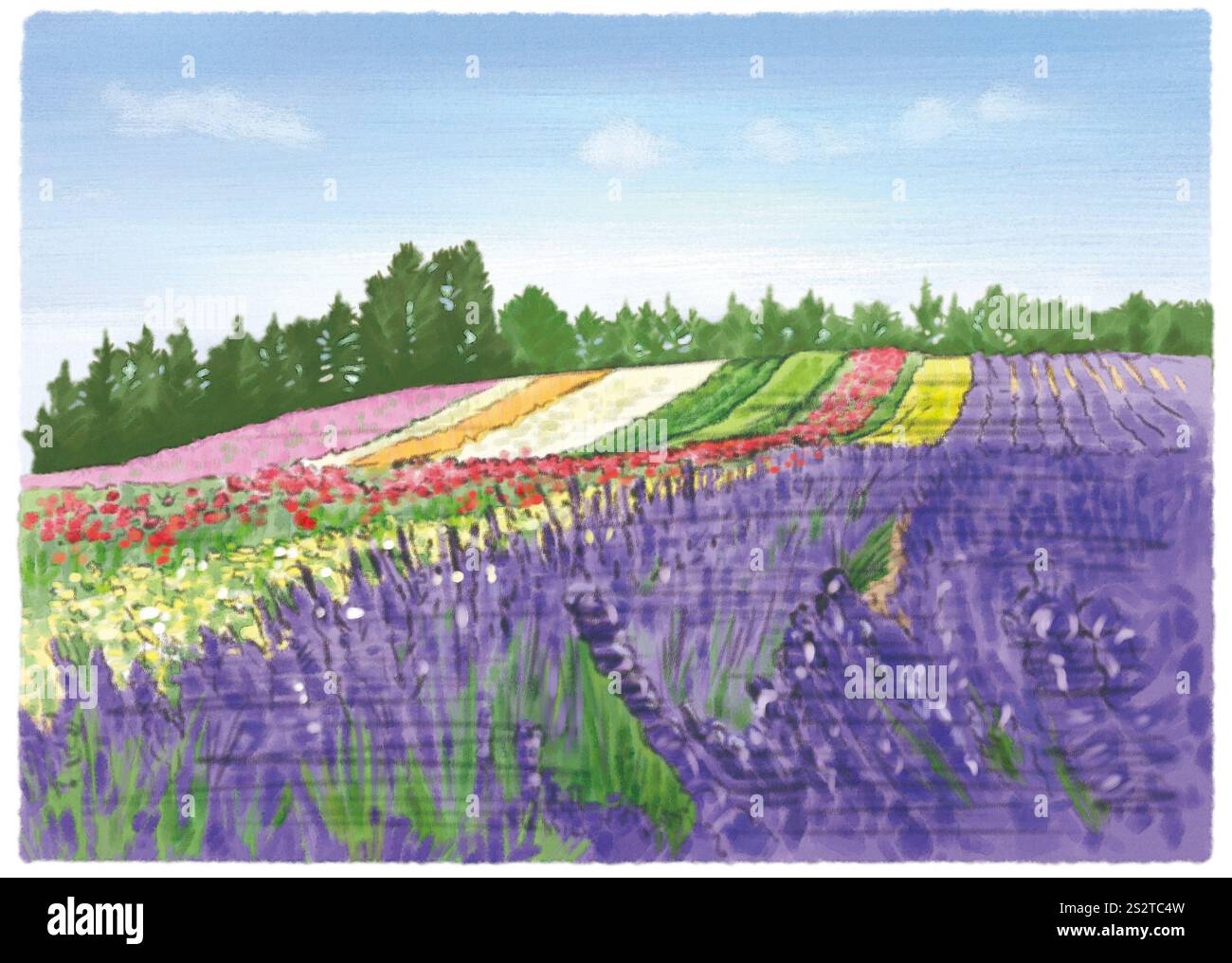 Ferme Tomita entourée de couleurs vives Banque D'Images