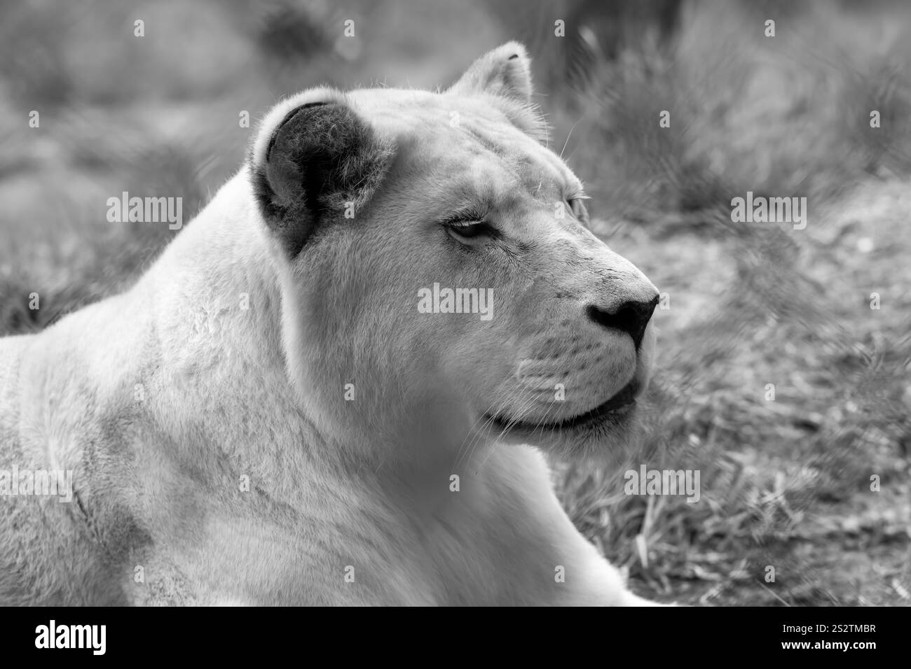 Une lionne blanche se détendant sur le sol. Les lions blancs ont une mutation de couleur rare appelée leucisme. Banque D'Images