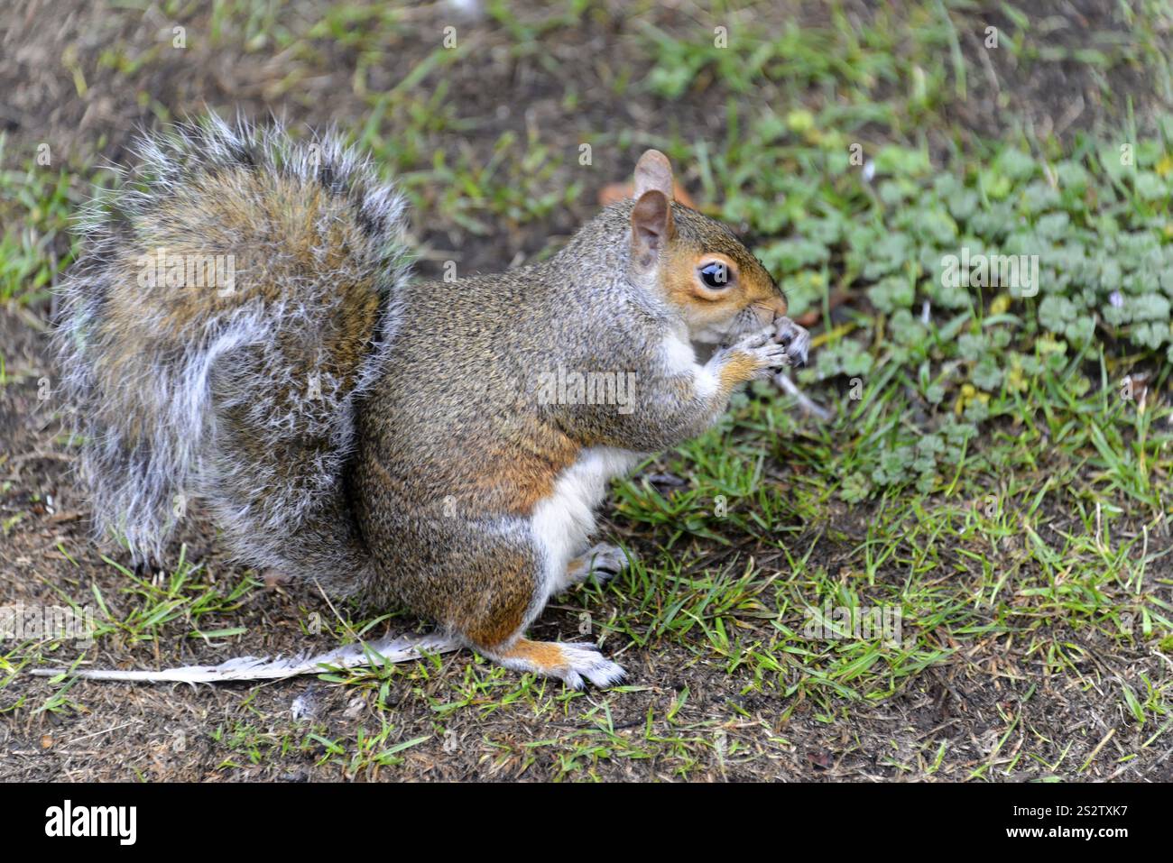 Écureuil gris (Sciurus carolinensis) Green Park London, écureuil assis dans l'herbe et tenant de la nourriture dans ses pattes, alerte et vigilant, Londres, Londres Banque D'Images