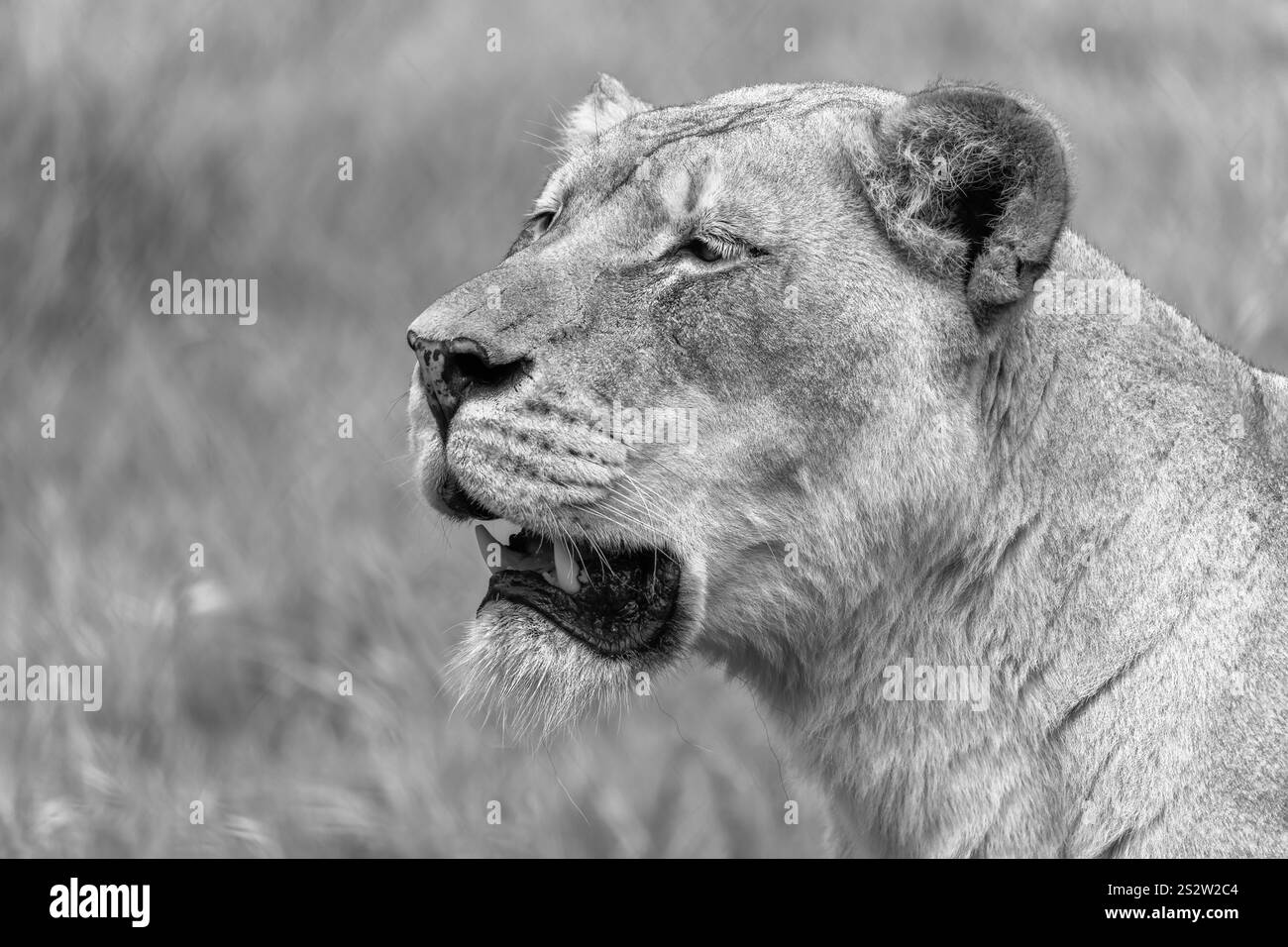 Une lionne dans un champ d'herbe. Banque D'Images