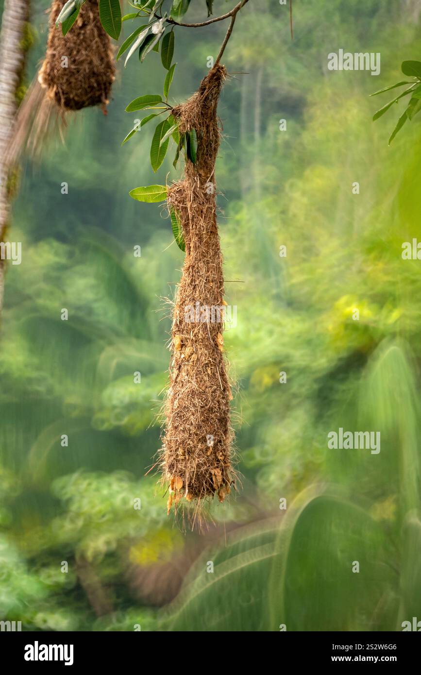Nids d'oiseaux accrochés aux arbres de la jungle. Mocagua, Amazonas, Colombie. Banque D'Images