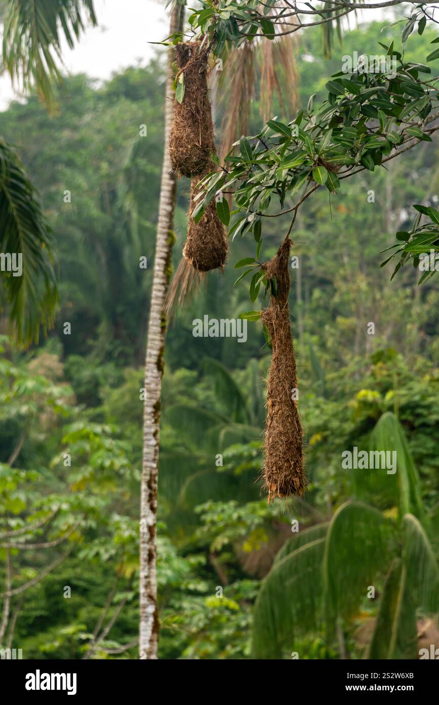 Nids d'oiseaux accrochés aux arbres de la jungle. Mocagua, Amazonas, Colombie. Banque D'Images