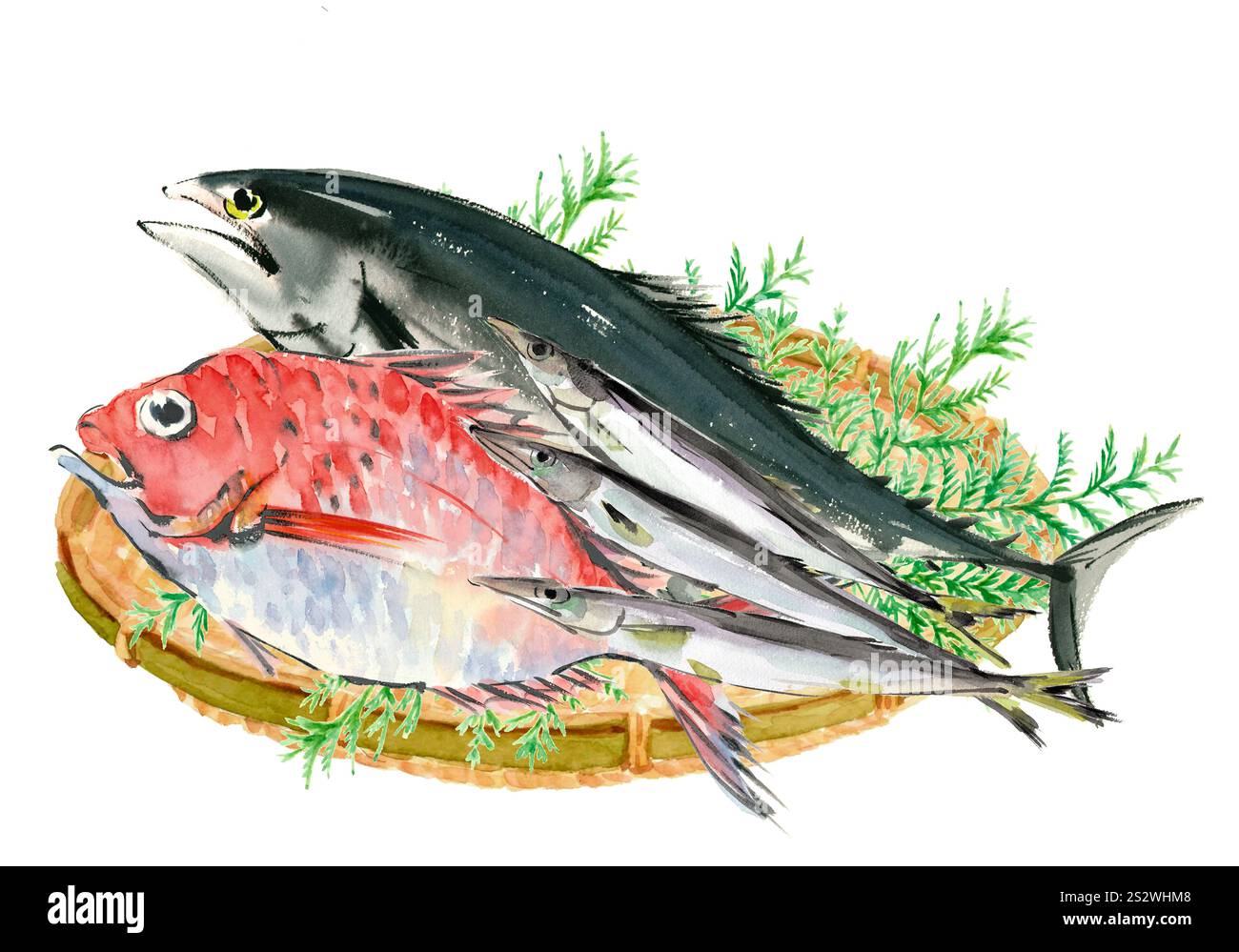 Illustration de bonite, de dorade et de barracuda sur une passoire peinte à l'aquarelle fond blanc Banque D'Images