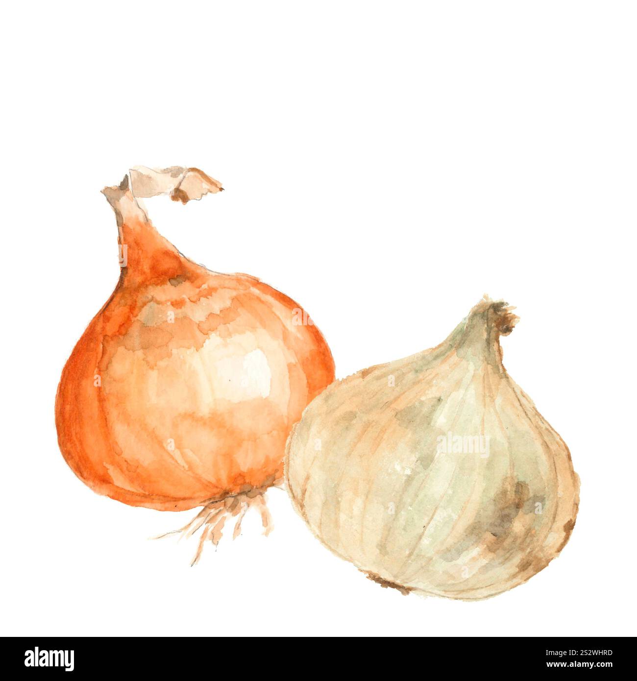 Aquarelle deux types d'oignons Nouveau matériel végétal d'oignons Banque D'Images