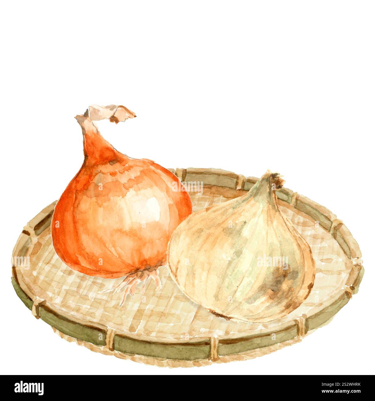 Aquarelle deux oignons sur passoire New Onions Vegetable Material Banque D'Images
