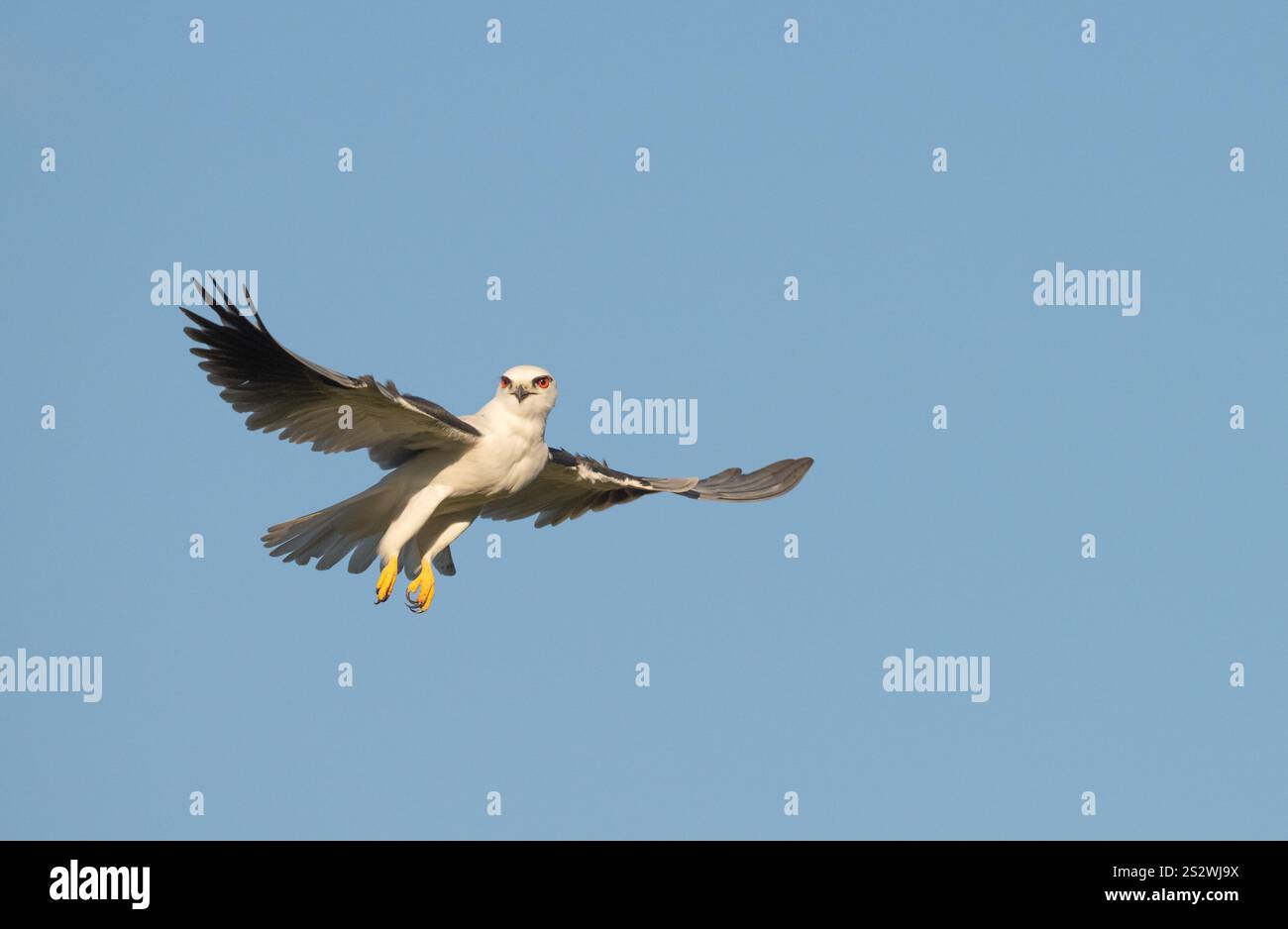 Cerf-volant à épaule noire planant petit oiseau de proie à la recherche de nourriture, avec un fond de ciel bleu isolé, Queensland, Australie. Banque D'Images