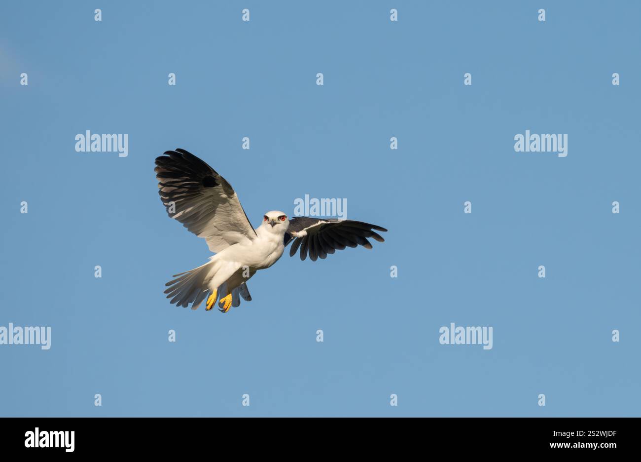 Cerf-volant à épaule noire planant petit oiseau de proie à la recherche de nourriture, avec un fond de ciel bleu isolé, Queensland, Australie. Banque D'Images