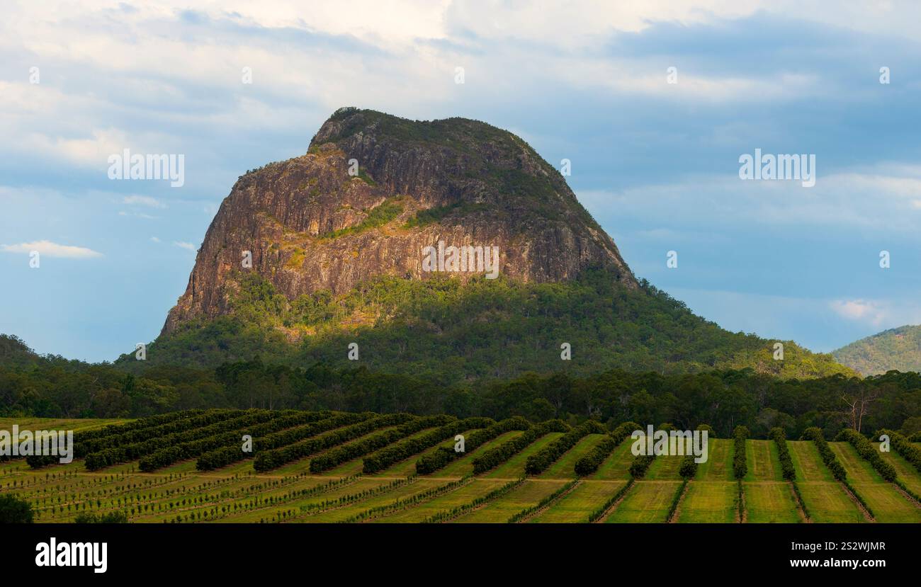 Lumière du soleil sur les montagnes de verre et la cour de vigne avec des rangées de vignes poussant créant une scène de paysage paisible glorieuse la Sunshine Coast, Queensland. Banque D'Images