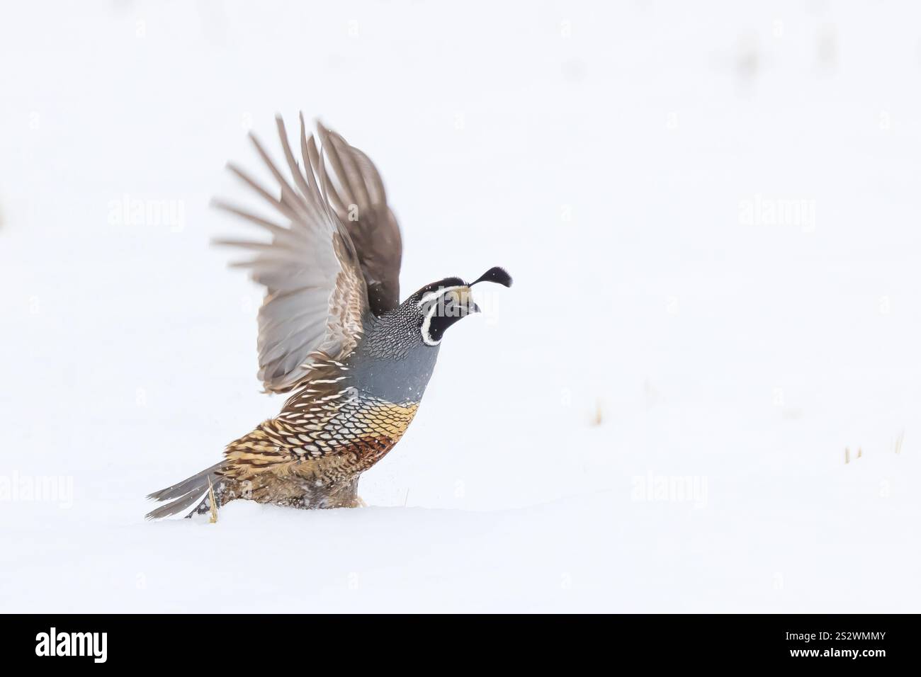 Grand-duc d'Amérique Banque D'Images