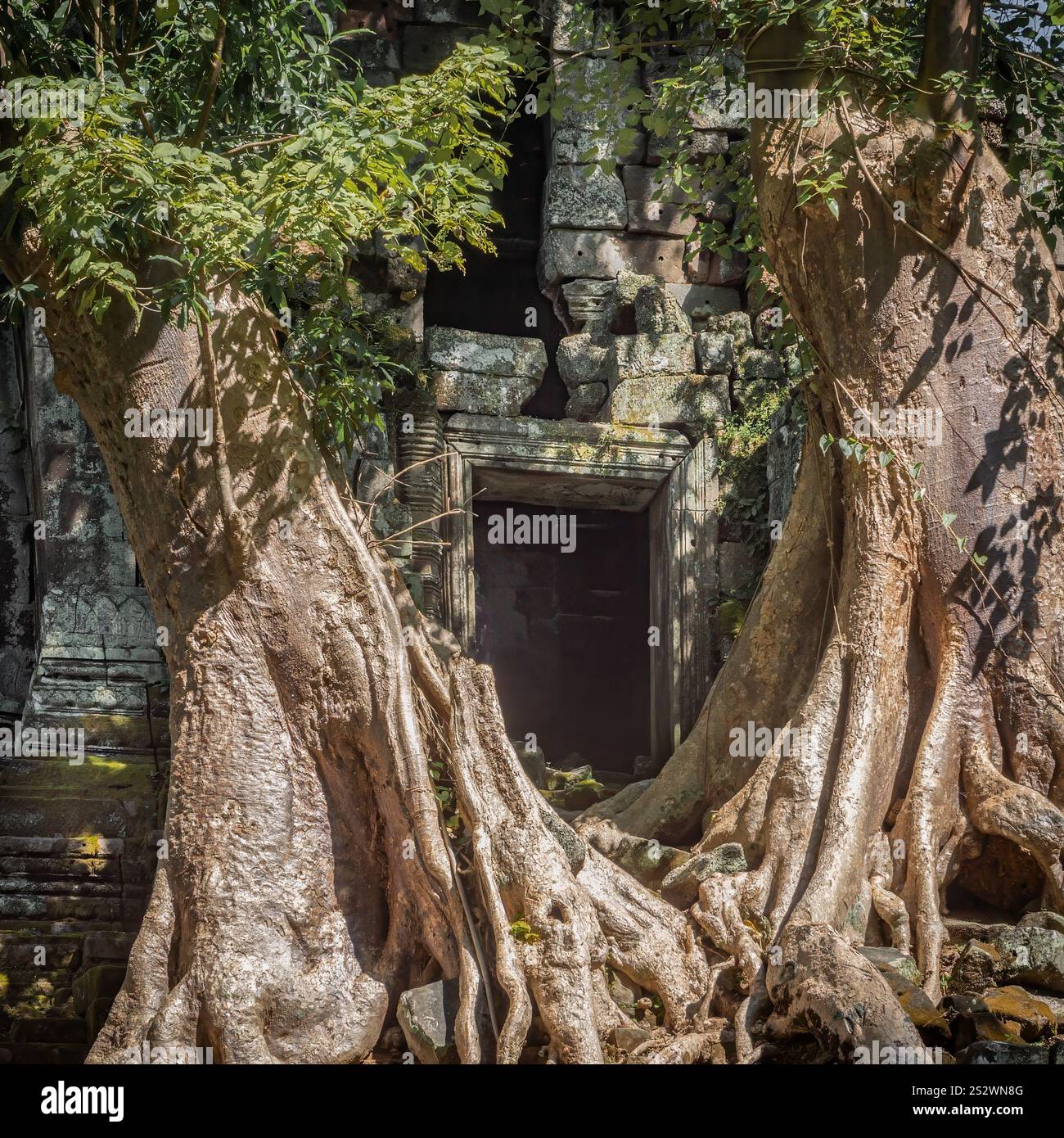Porte envahie par la végétation, Angkor, Cambodge Banque D'Images