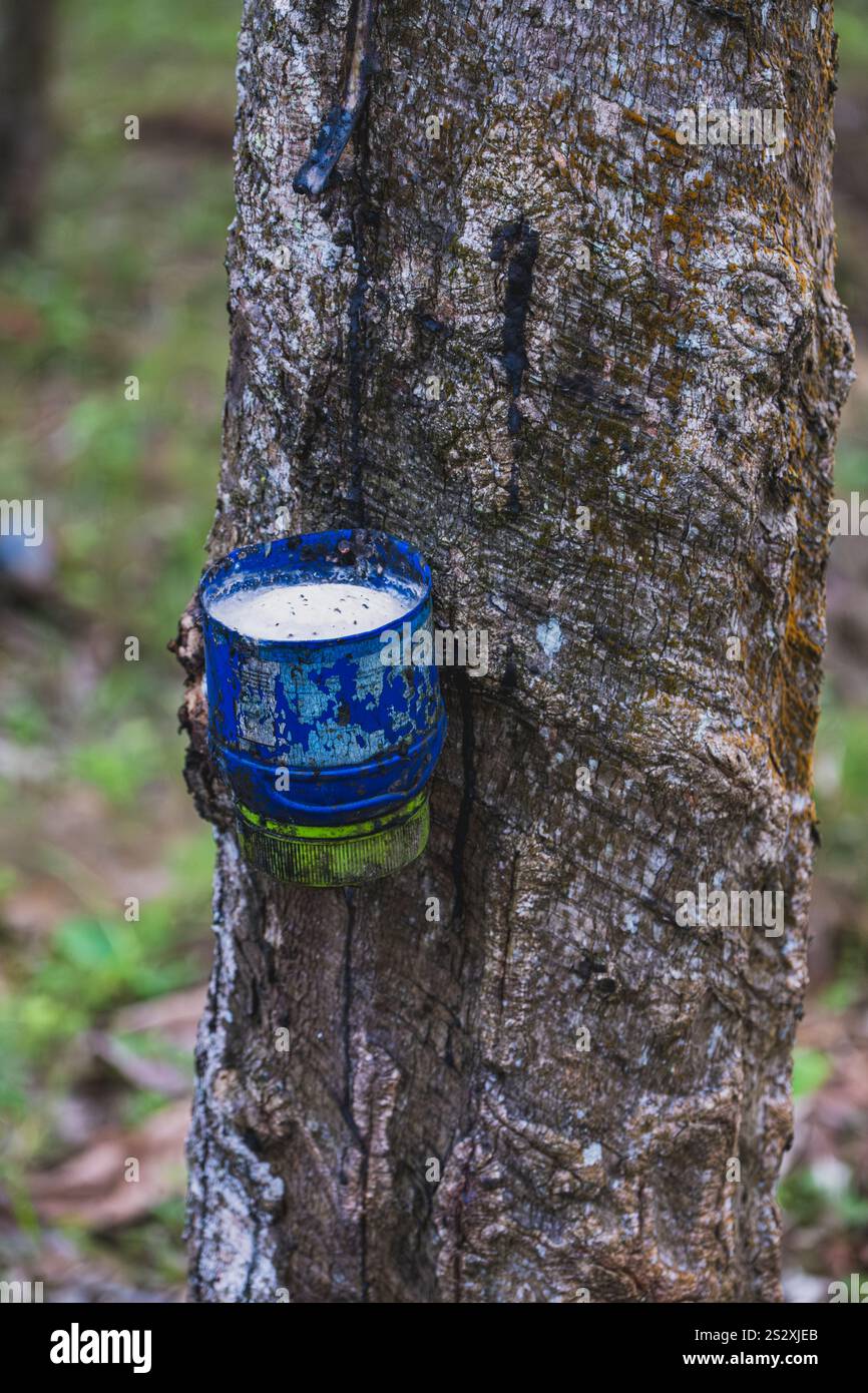 Gros plan d'un arbre en caoutchouc avec une tasse attachée à l'écorce, recueillant le latex. La tasse est bleue et a une substance blanche à l'intérieur. Le tronc de l'arbre est bro Banque D'Images