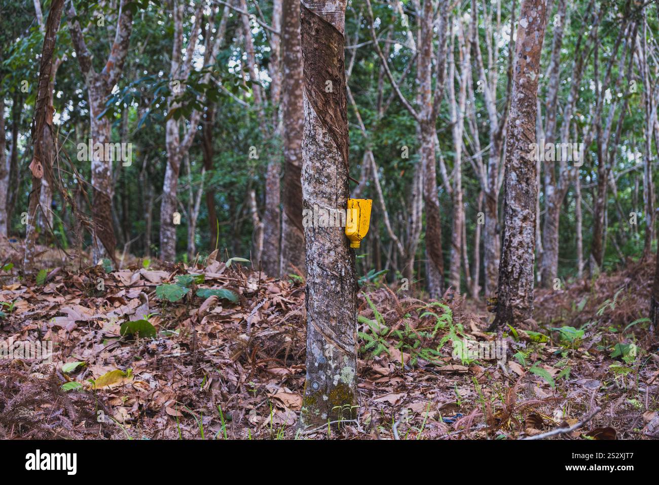 Gros plan d'un arbre en caoutchouc avec une tasse attachée à l'écorce, recueillant le latex. La tasse est bleue et a une substance blanche à l'intérieur. Le tronc de l'arbre est bro Banque D'Images