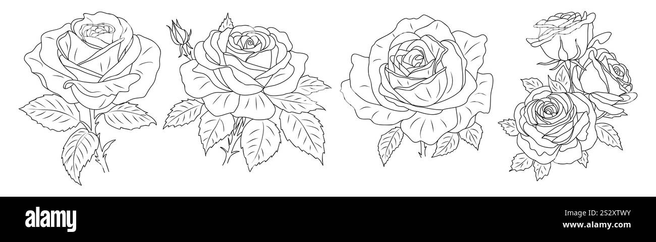 Vecteur d'art de ligne de fleur de mois de naissance rose juin Illustration de Vecteur