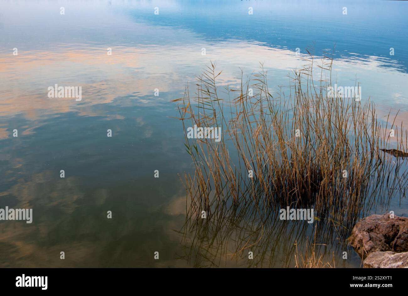 Bush sur le lac.arrière-plans naturels Banque D'Images