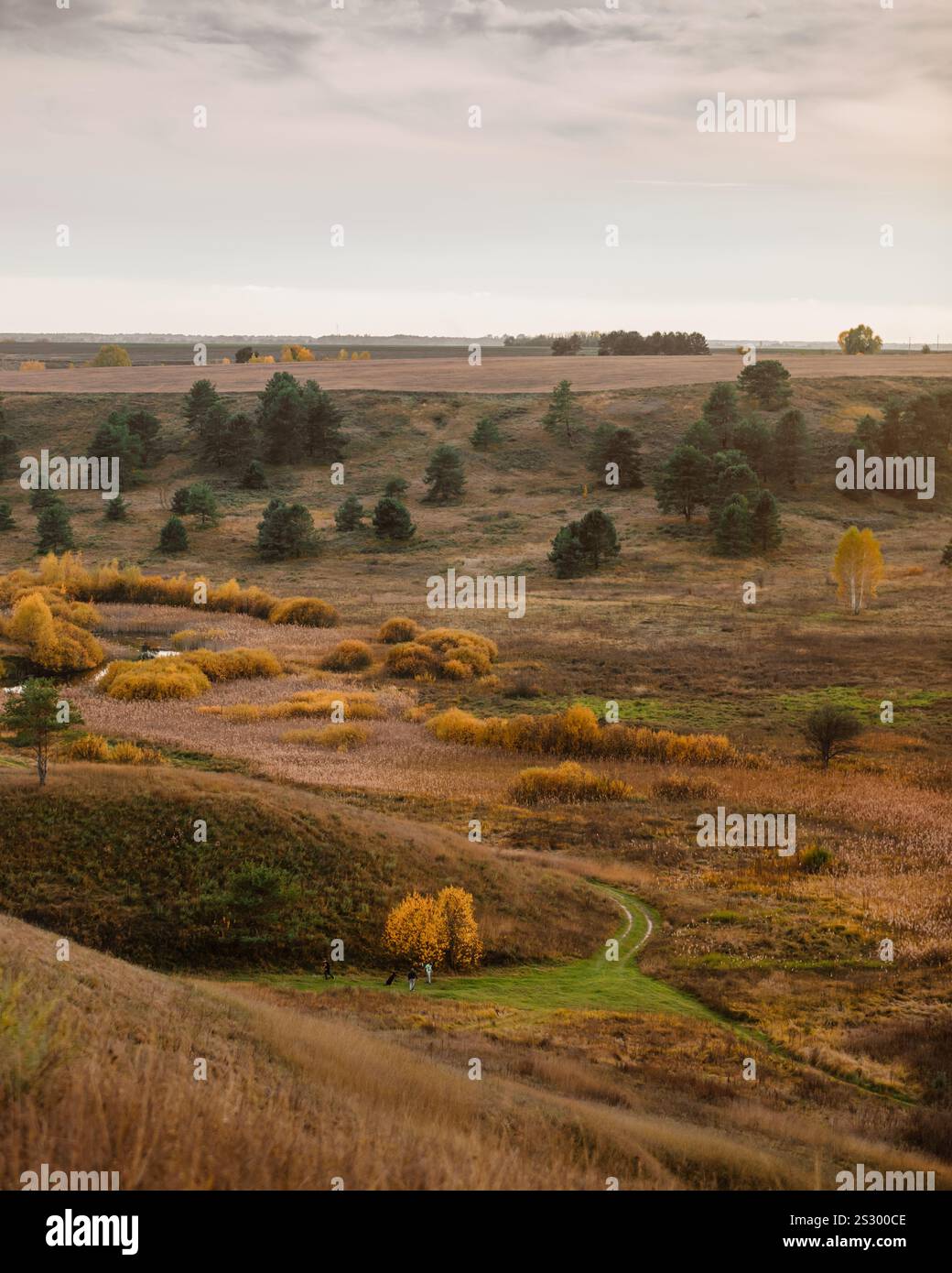 Vallée d'automne par une journée nuageuse, quelques arbres poussant sur une pente. Paysage de campagne vallonné d'automne avec de l'herbe sèche au coucher du soleil. Banque D'Images