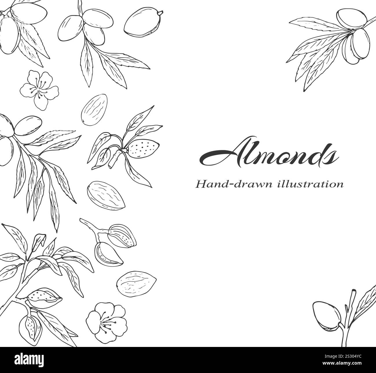 Bordure décorative avec des noix d'amande, des feuilles et des fleurs. Branche d'arbre en fleur d'amande dessinée à la main dans un style croquis. Illustration de Vecteur Bordure décorative avec des noix d'amande, des feuilles et des fleurs. Branche d'arbre en fleur d'amande dessinée à la main dans un style croquis. Illustration de Vecteur