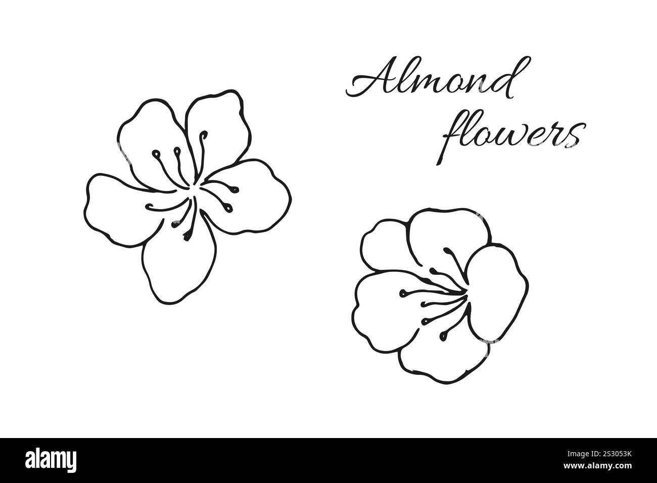 Fleurs d'amande dessinées à la main. Fleurs en fleurs. Illustration vectorielle sur fond blanc. Illustration botanique de contour. Illustration de Vecteur Fleurs d'amande dessinées à la main. Fleurs en fleurs. Illustration vectorielle sur fond blanc. Illustration botanique de contour. Illustration de Vecteur