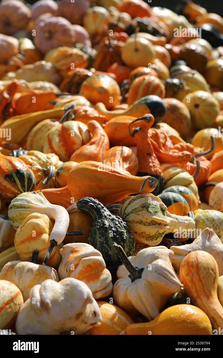 Gros plan vif d'une variété de citrouilles Banque D'Images