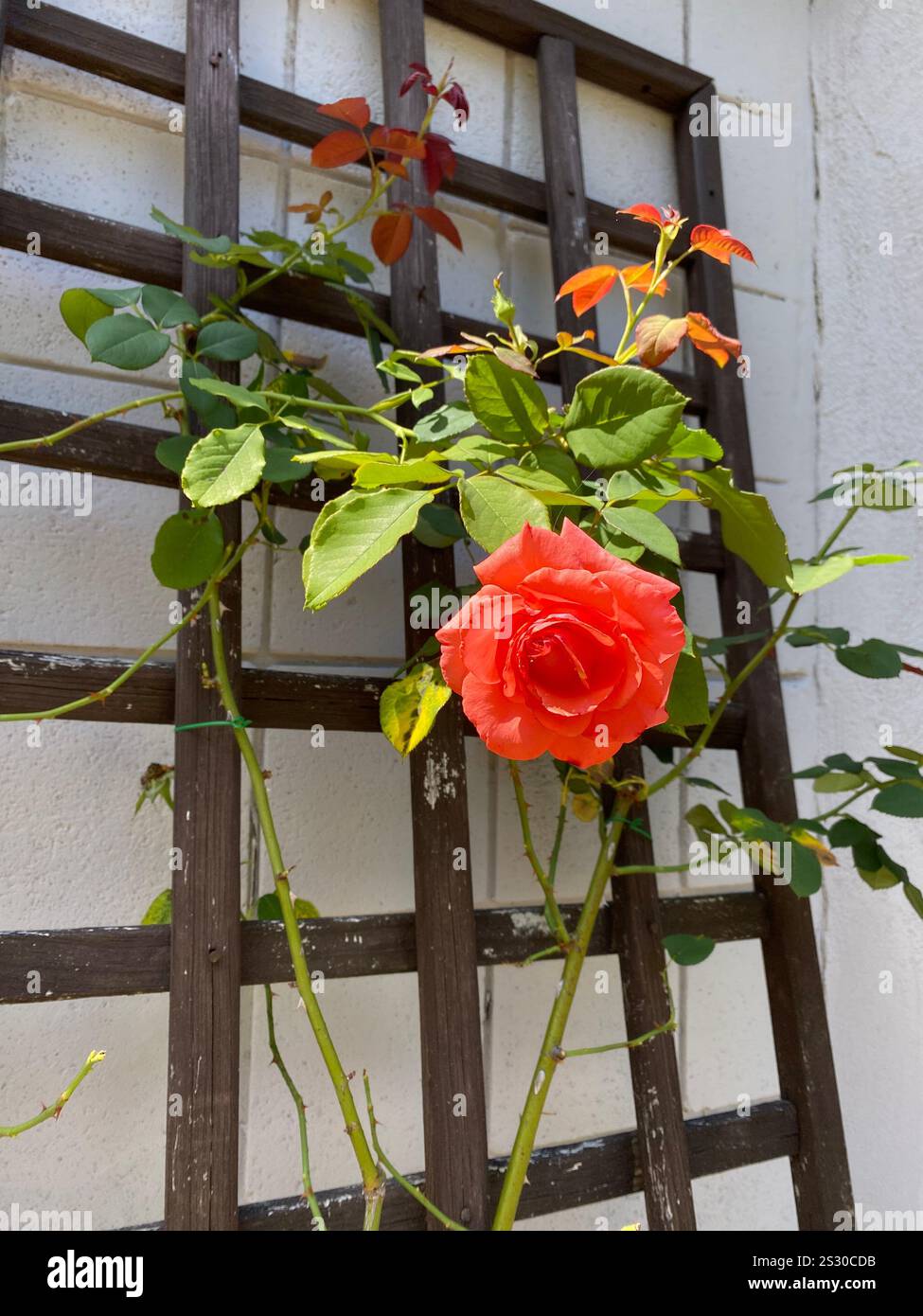 Rose grimpant en treillis pour trouver le soleil - Image de stock capturée avec un smartphone