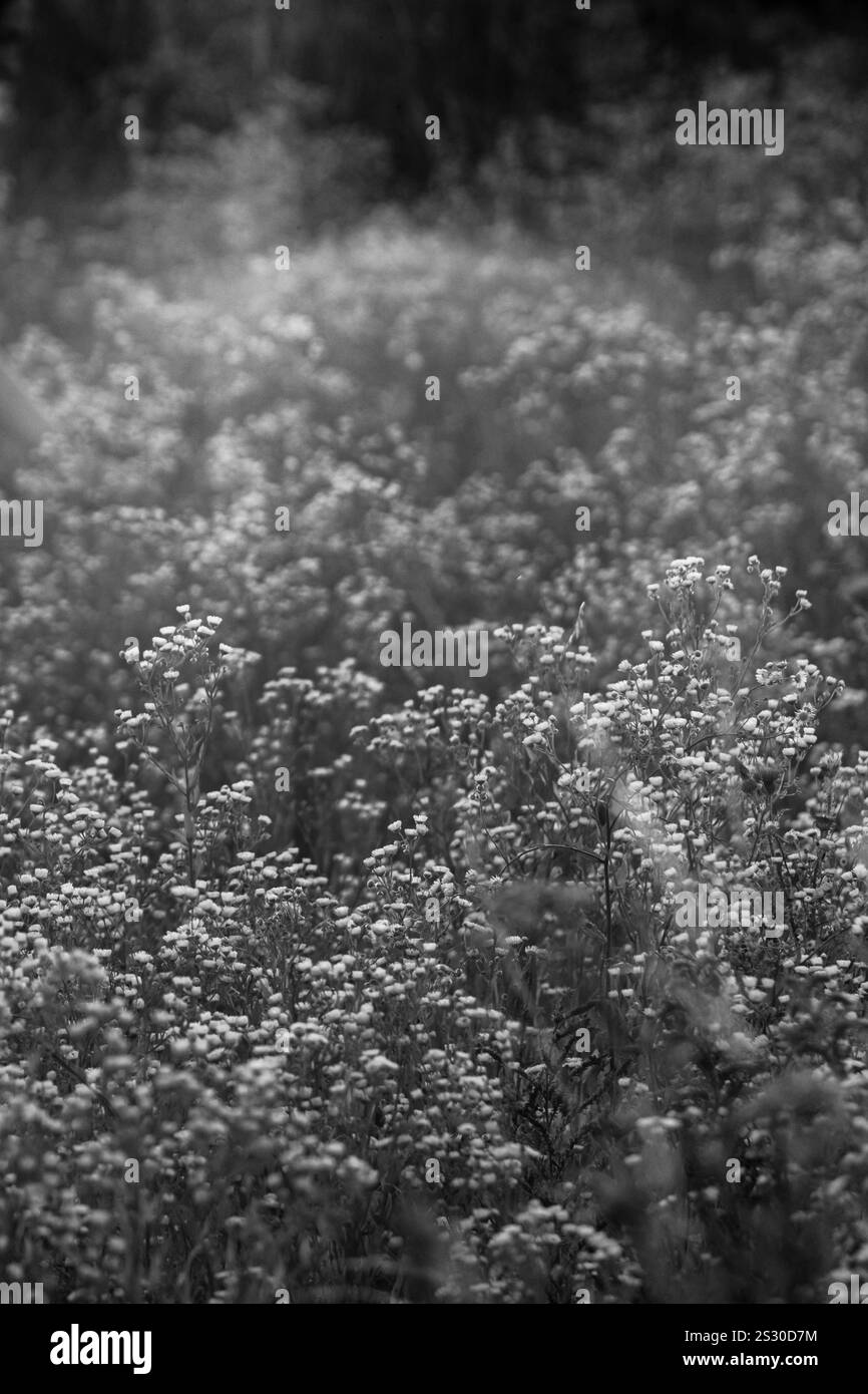 Une image en noir et blanc d'un champ de marguerites, capturant la beauté intemporelle de ces fleurs délicates dans un cadre naturel paisible et serein Banque D'Images