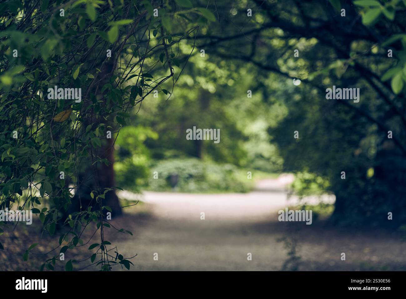 Un beau chemin dans une forêt d'été avec des branches d'arbres suspendues au-dessus d'un chemin de terre comme une arche. Avec espace à copier. Photo de haute qualité Banque D'Images