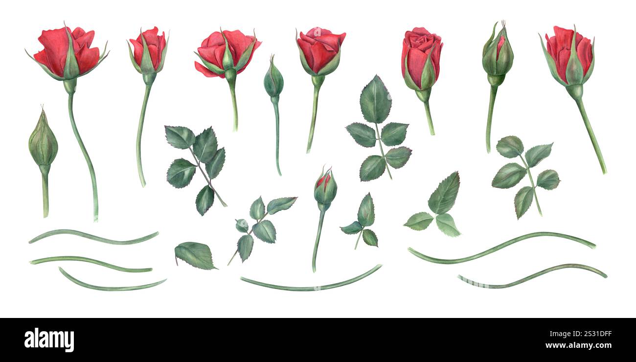 Éléments de fleur de rose rouge Set illustration aquarelle. Fleurs de rose de jardin à différents stades de floraison avec des feuilles vertes, des tiges. Pour anniversaire Banque D'Images